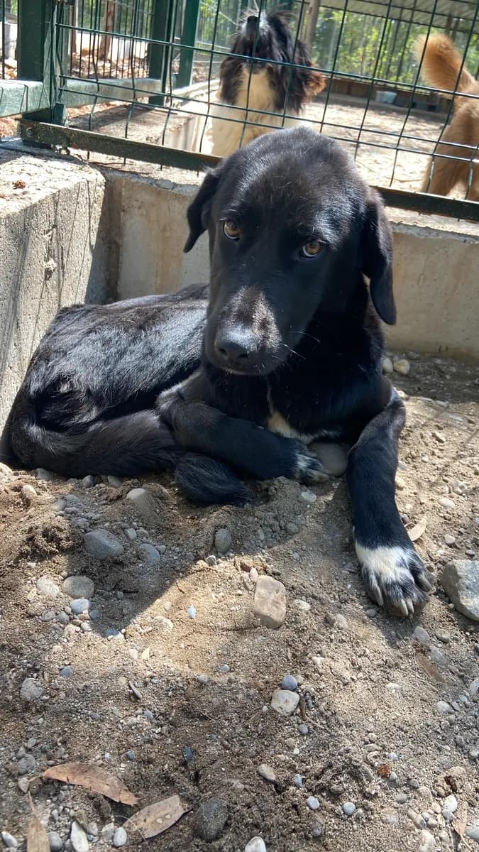 Fethiye Melez Köpek Melez Köpek, Muğla