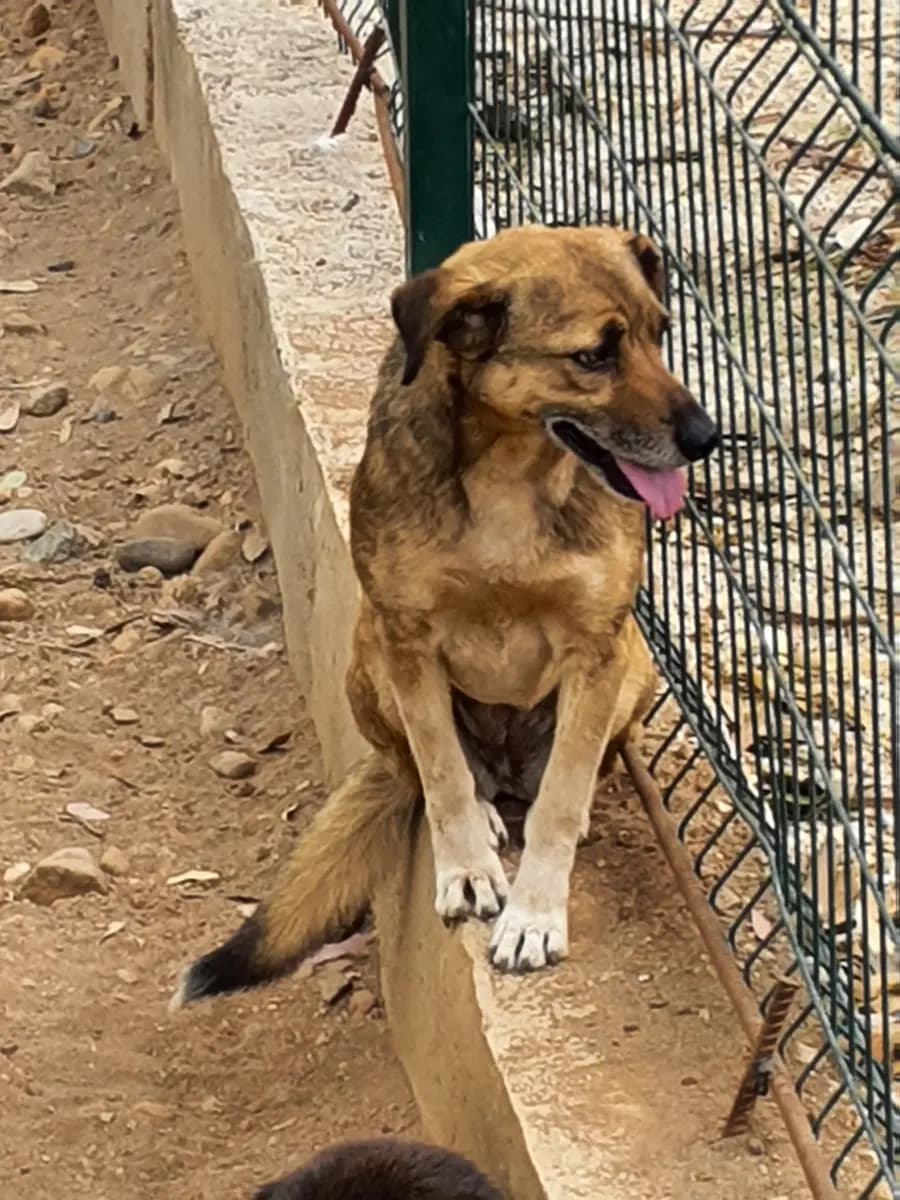 Fethiye Melez Köpek Melez Köpek, Muğla