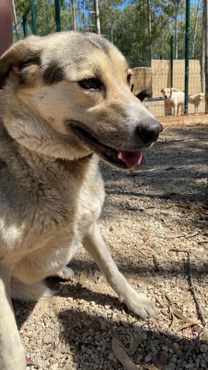 Fethiye Melez Köpek Melez Köpek, Muğla