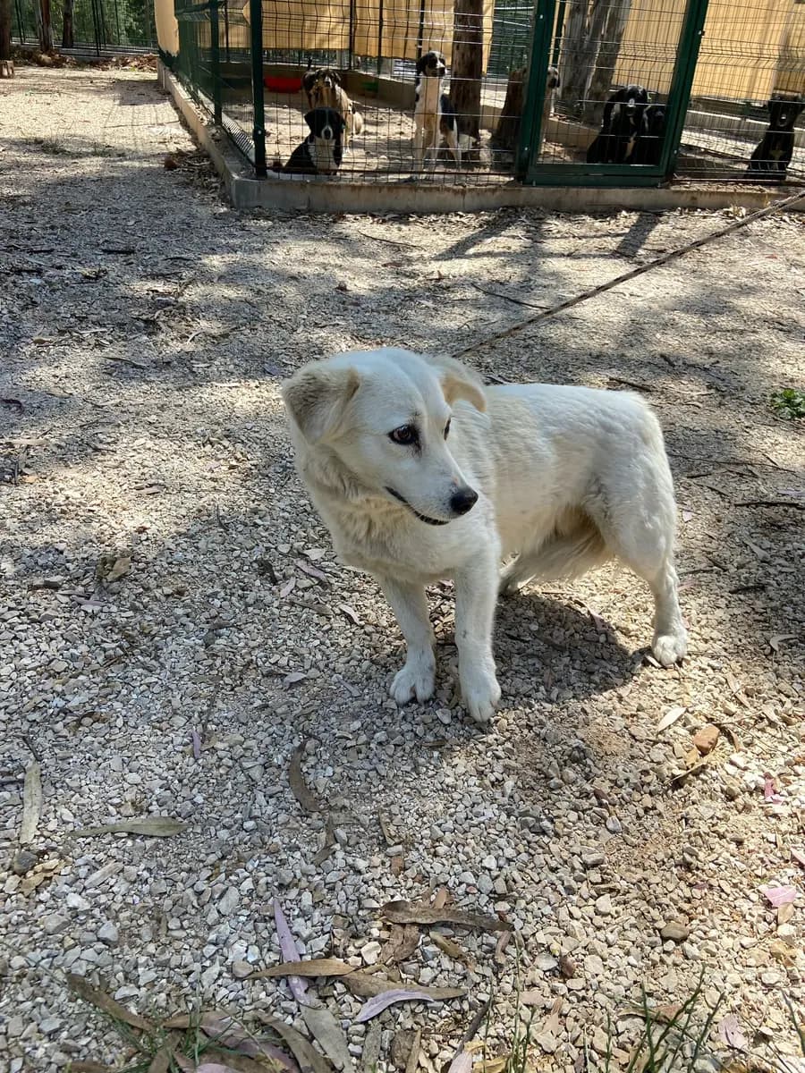 Fethiye Melez Köpek Melez Köpek, Muğla