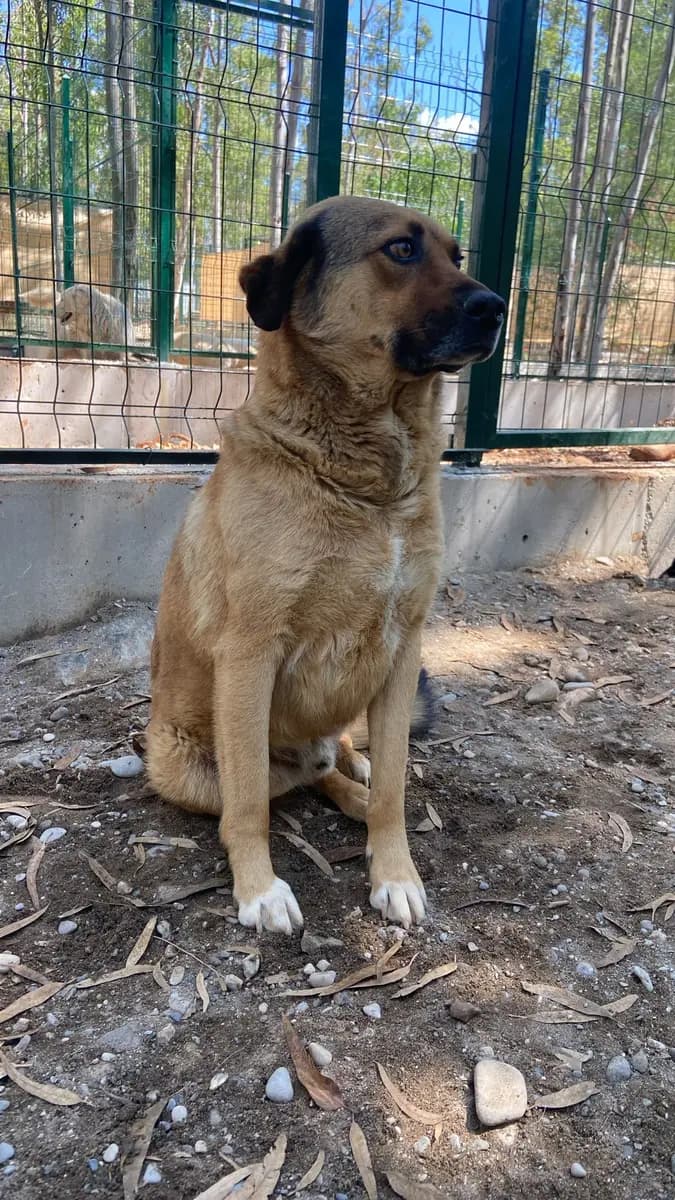 Fethiye Melez Köpek Melez Köpek, Muğla