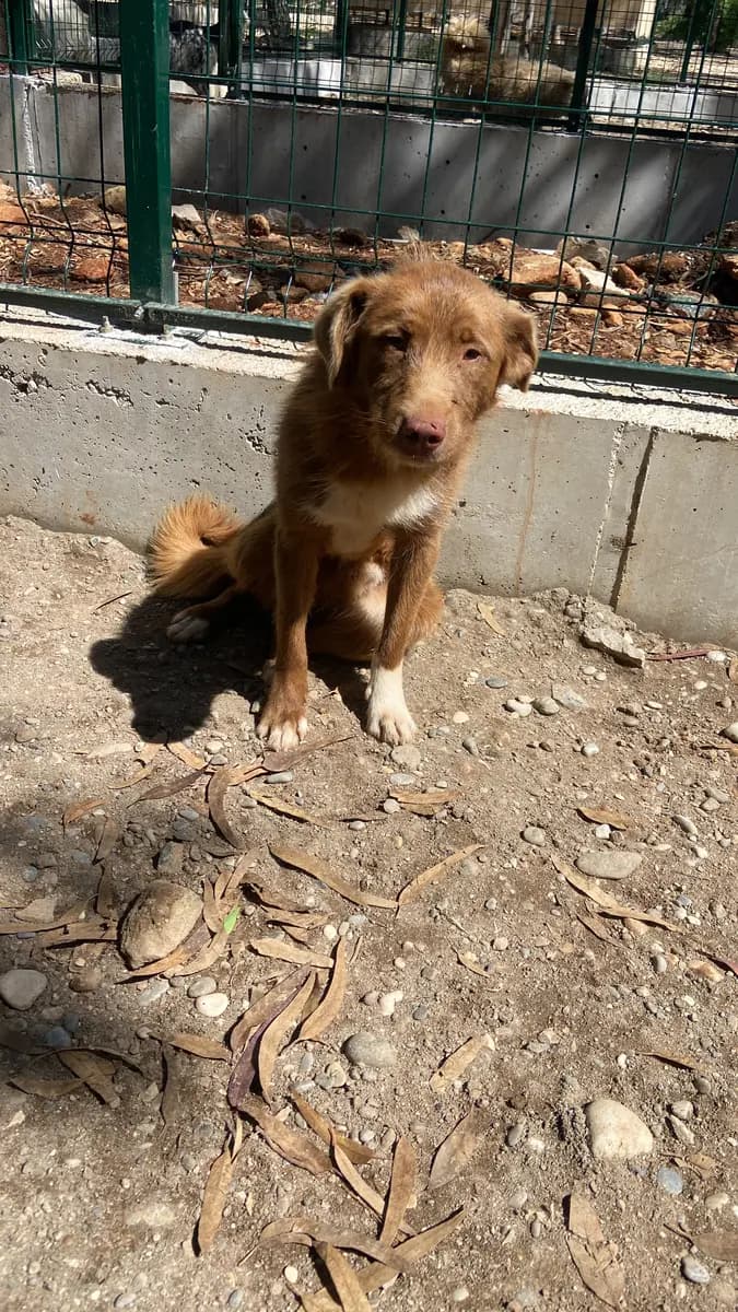Fethiye Melez Köpek Melez Köpek, Muğla