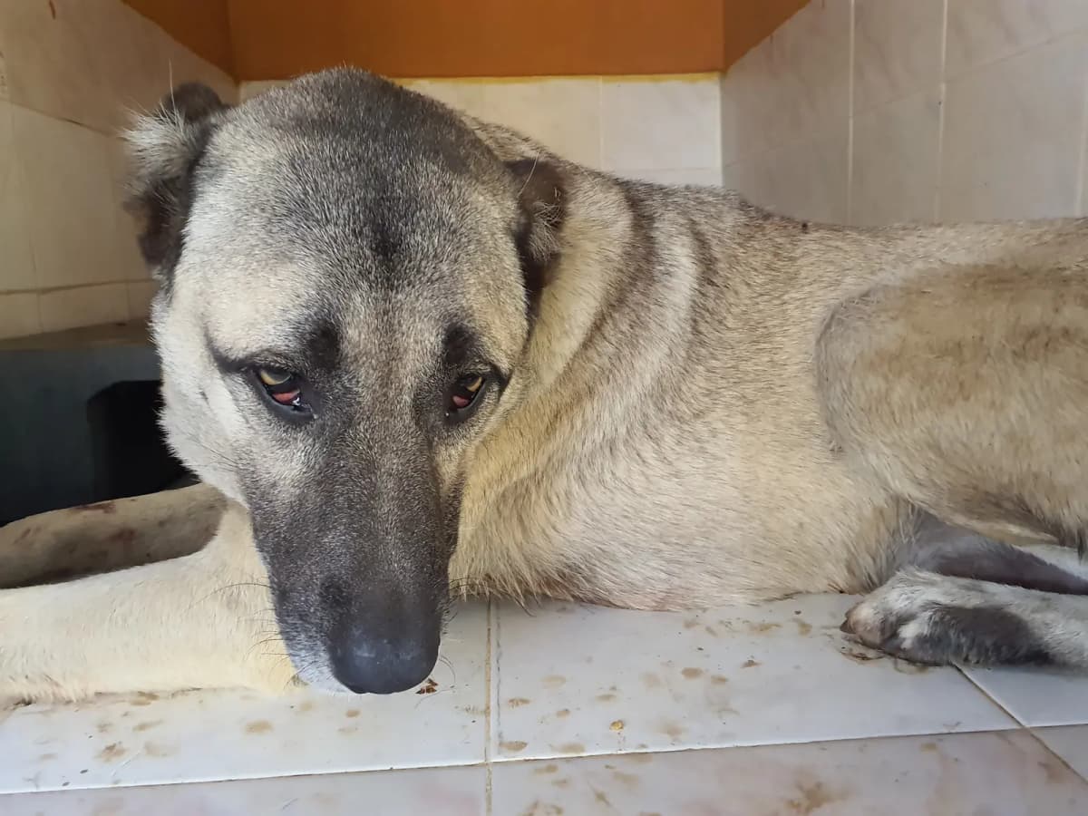 Fethiye Melez Köpek Melez Köpek, Muğla