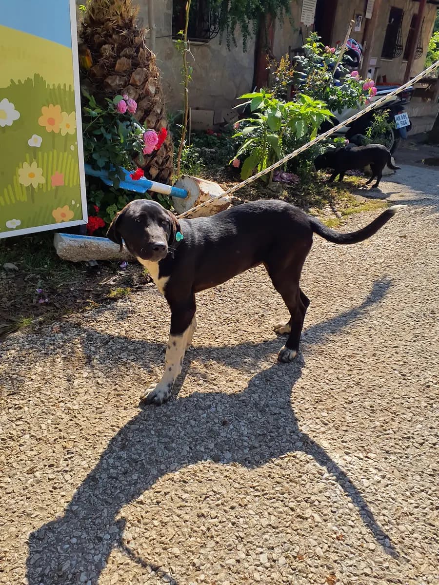 Fethiye Melez Köpek Melez Köpek, Muğla
