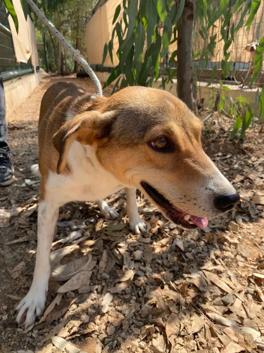 Fethiye Melez Köpek Melez Köpek, Muğla