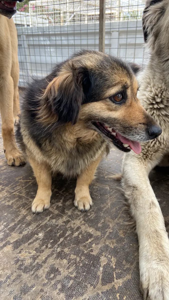 Fethiye Melez Köpek Melez Köpek, Muğla