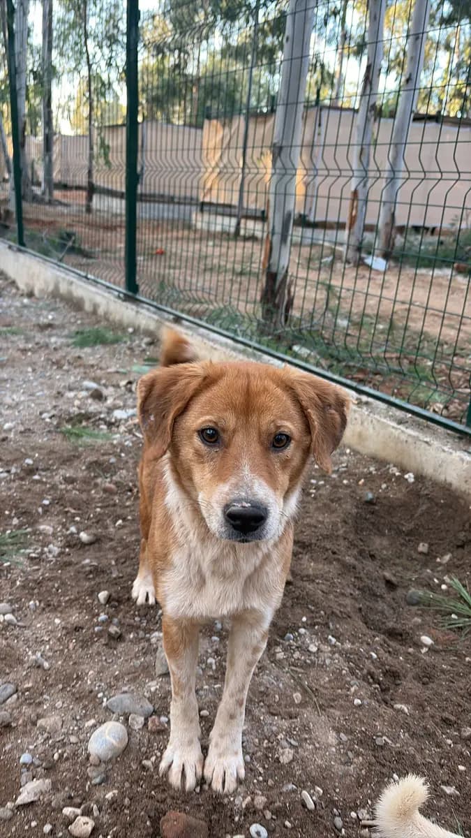 Fethiye Melez Köpek Melez Köpek, Muğla