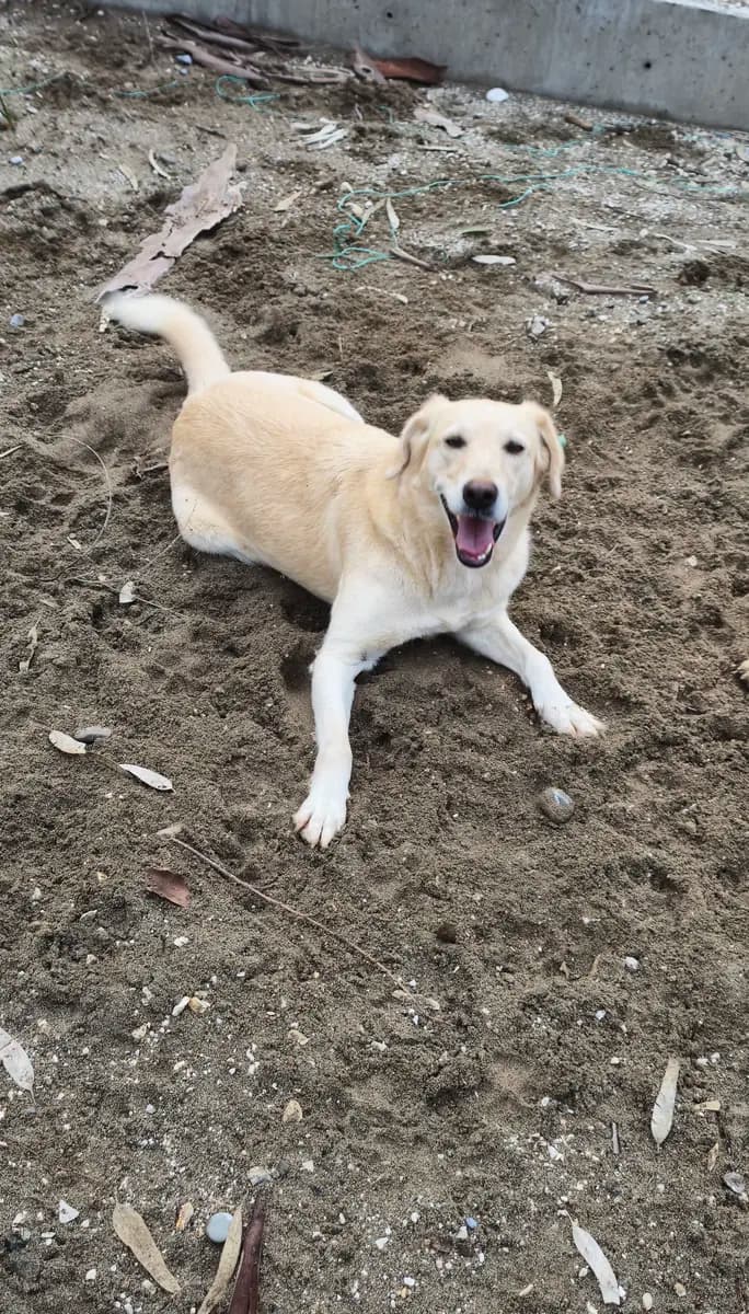 Fethiye Melez Köpek Melez Köpek, Muğla