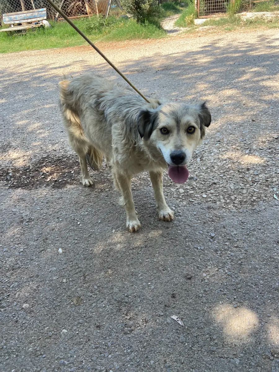 Fethiye Melez Köpek Melez Köpek, Muğla