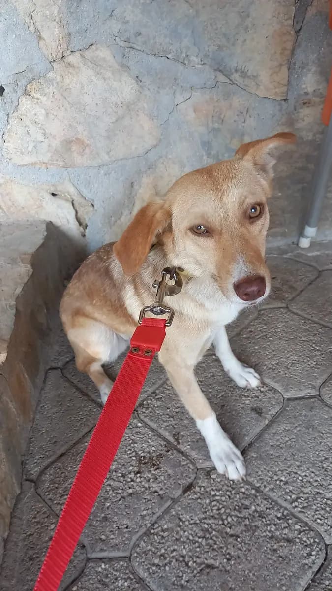 Fethiye Melez Köpek Melez Köpek, Muğla