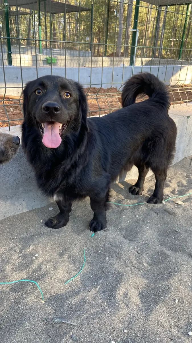 Fethiye Melez Köpek Melez Köpek, Muğla