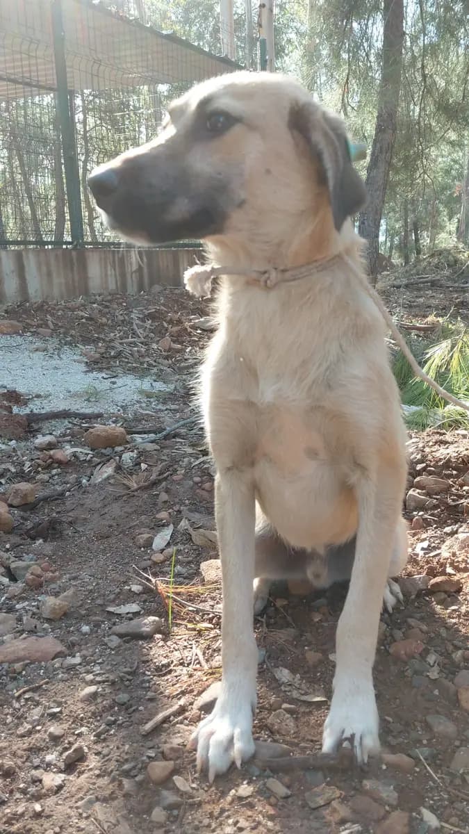 Fethiye Melez Köpek Melez Köpek, Muğla