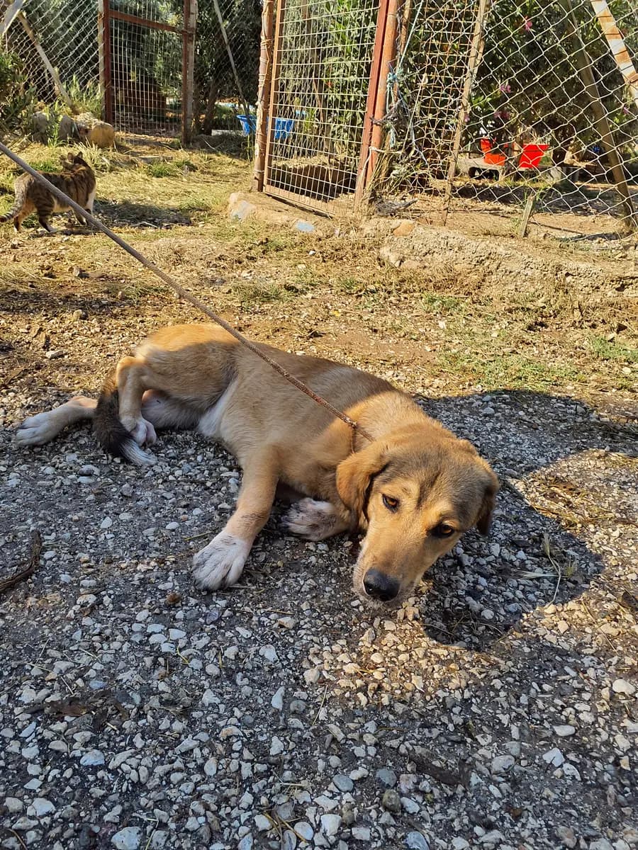 Fethiye Melez Köpek Melez Köpek, Muğla