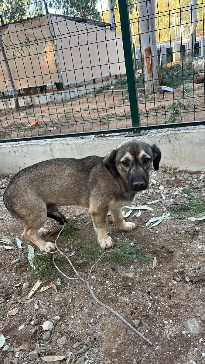 Fethiye Melez Köpek Melez Köpek, Muğla