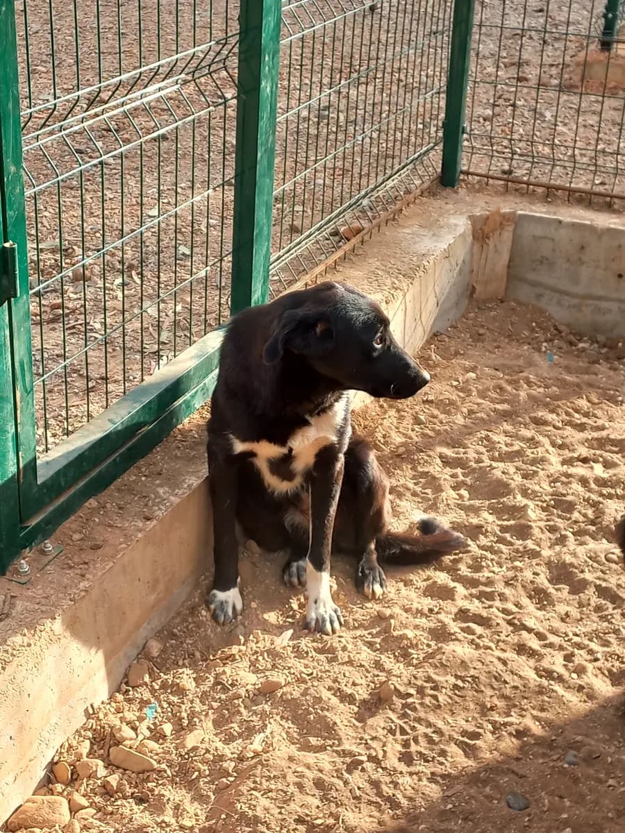 Fethiye Melez Köpek Melez Köpek, Muğla