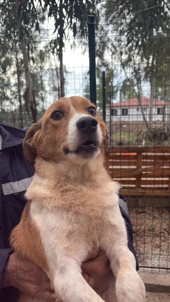 Fethiye Melez Köpek Melez Köpek, Muğla
