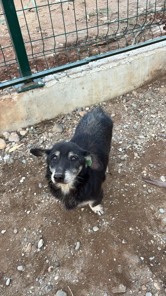 Fethiye Melez Köpek Melez Köpek, Muğla