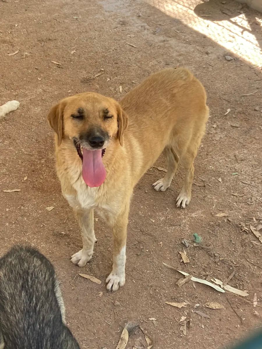 Fethiye Melez Köpek Melez Köpek, Muğla