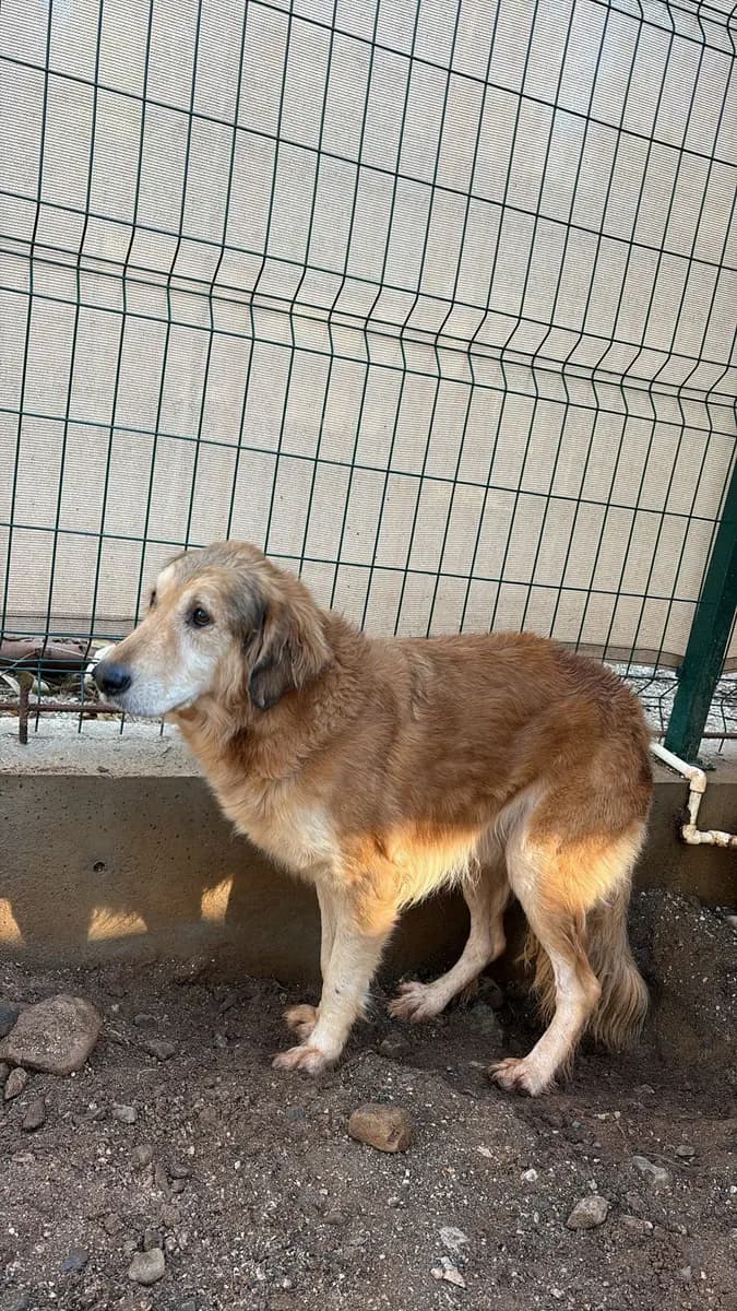 Fethiye Melez Köpek Melez Köpek, Muğla