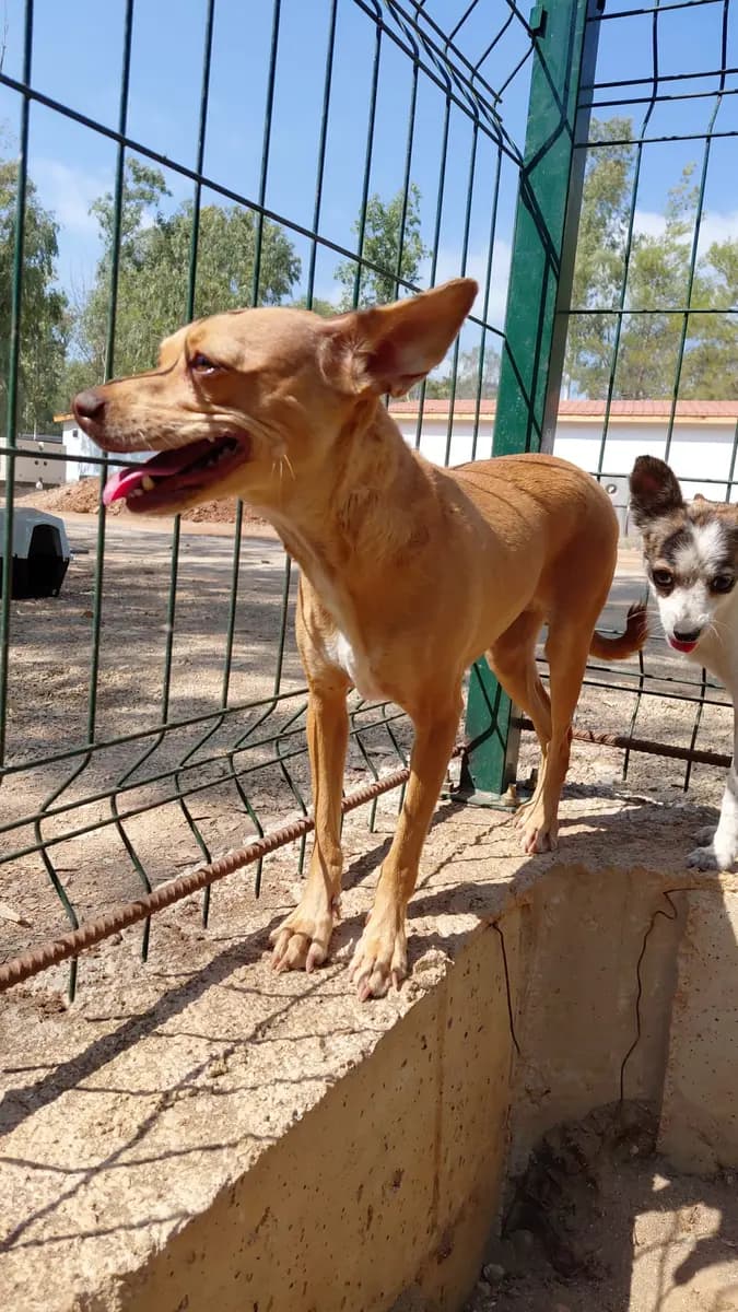 Fethiye Melez Köpek Melez Köpek, Muğla