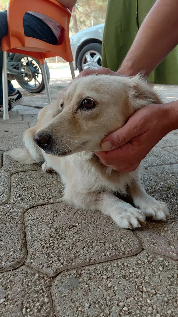 Fethiye Melez Köpek Melez Köpek, Muğla