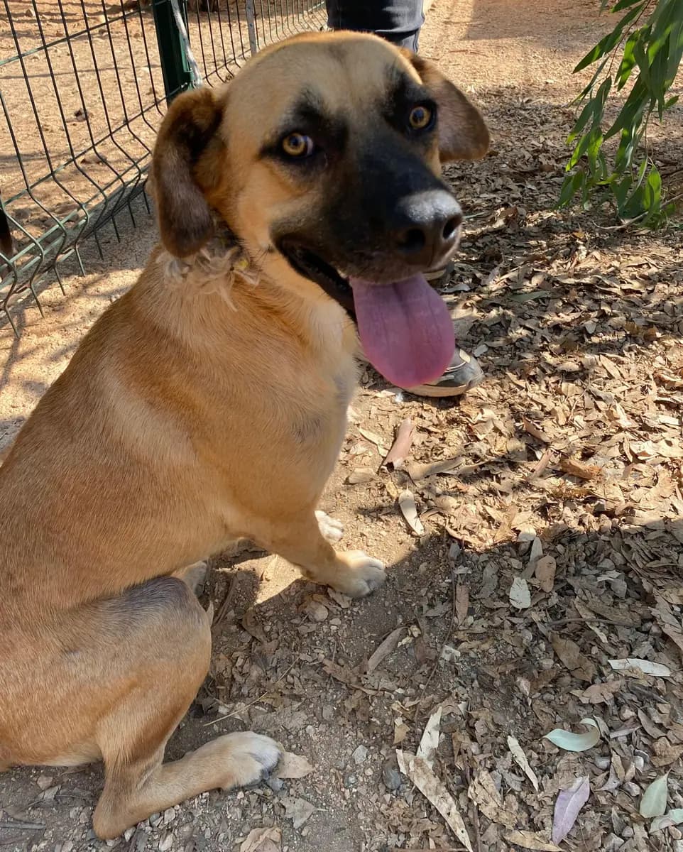 Fethiye Melez Köpek Melez Köpek, Muğla