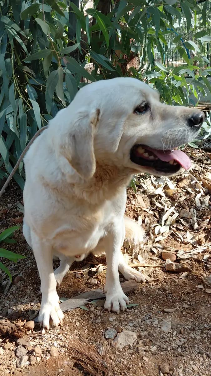 Fethiye Melez Köpek Melez Köpek, Muğla