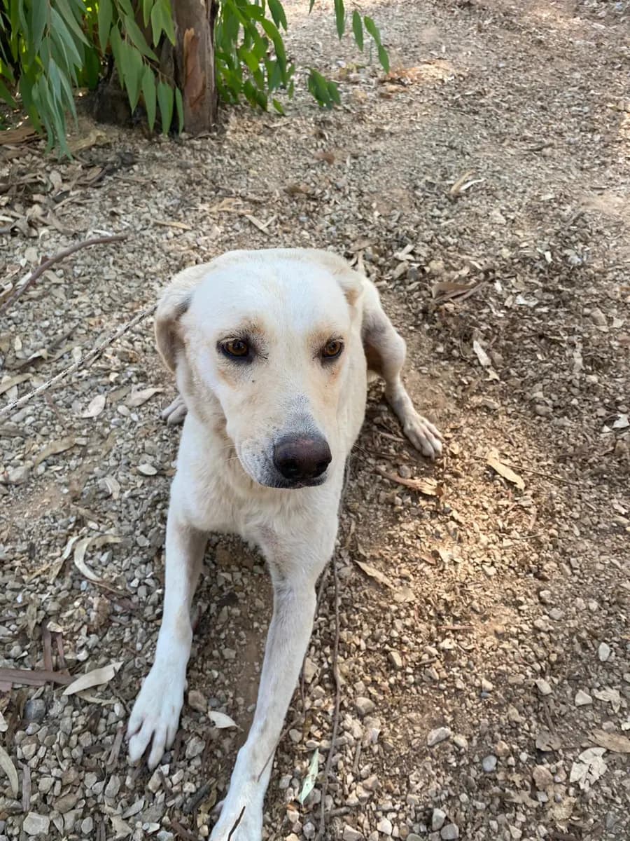 Fethiye Melez Köpek Melez Köpek, Muğla