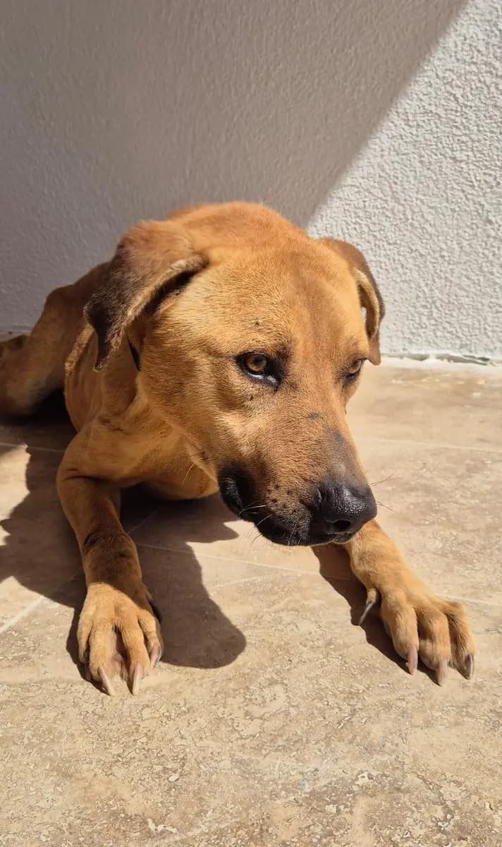 Fethiye Melez Köpek Melez Köpek, Muğla