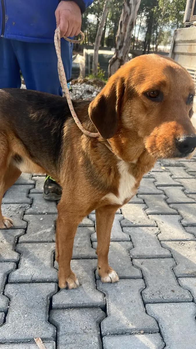 Fethiye Melez Köpek Melez Köpek, Muğla