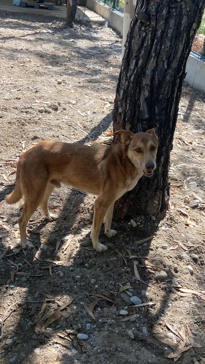 Fethiye Melez Köpek Melez Köpek, Muğla