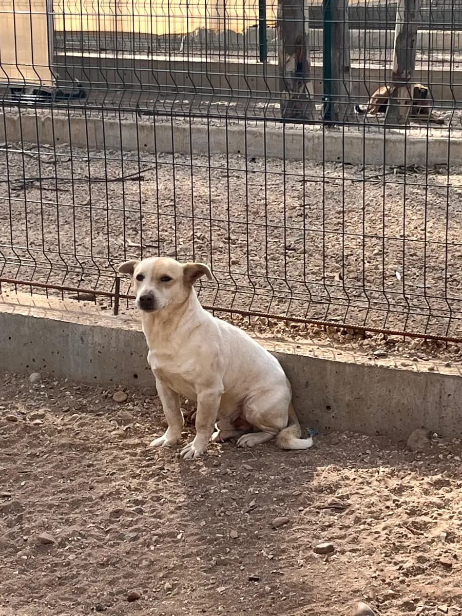 Fethiye Melez Köpek Melez Köpek, Muğla