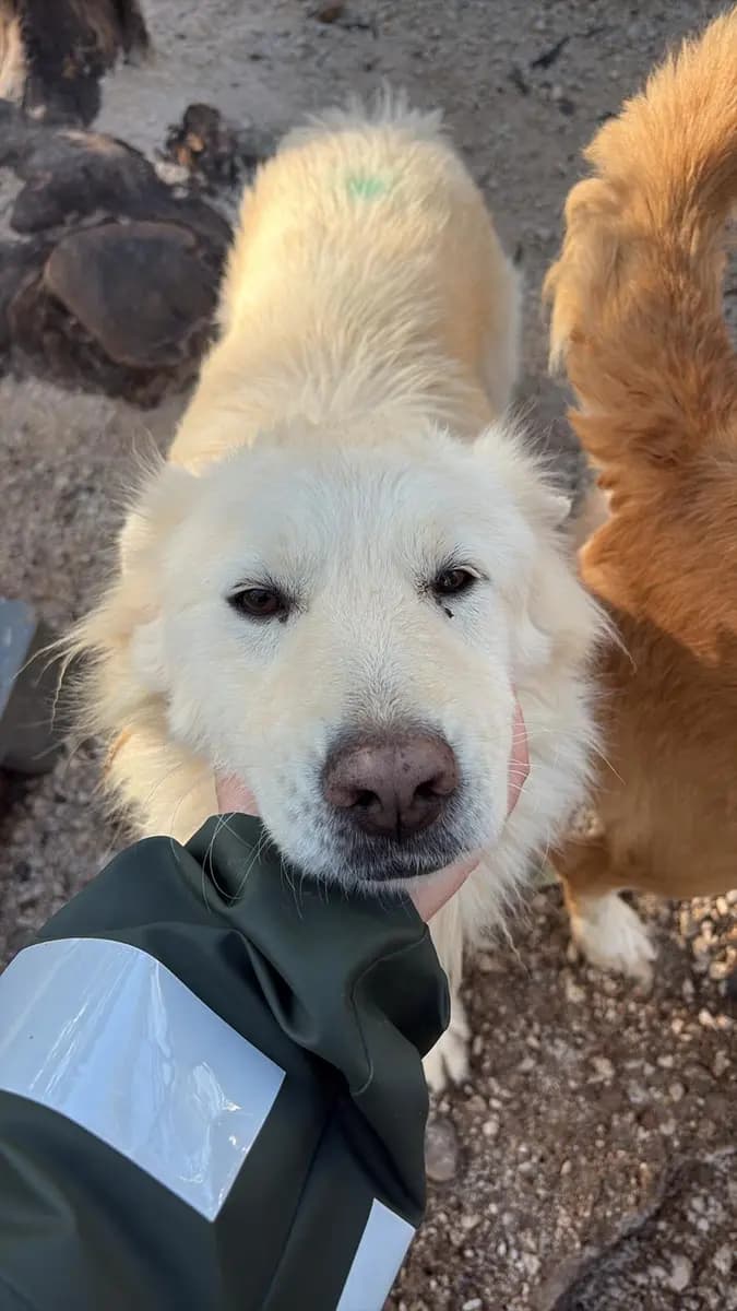 Fethiye Melez Köpek Melez Köpek, Muğla