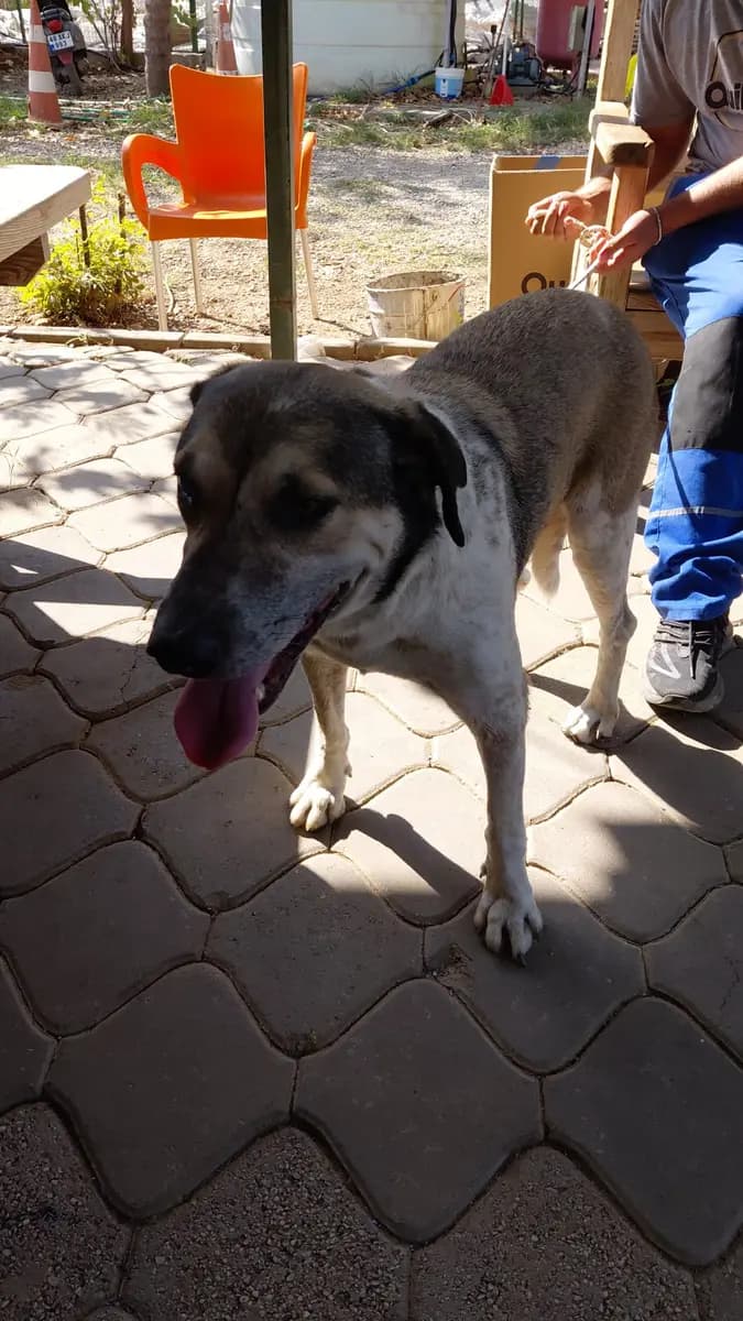 Fethiye Melez Köpek Melez Köpek, Muğla