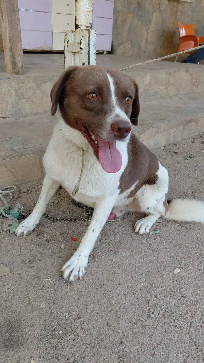 Fethiye Melez Köpek Melez Köpek, Muğla