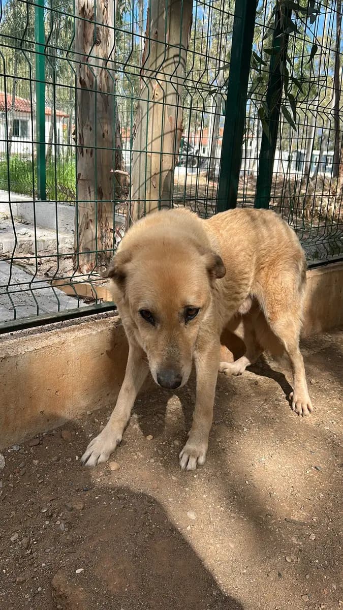 Fethiye Melez Köpek Melez Köpek, Muğla