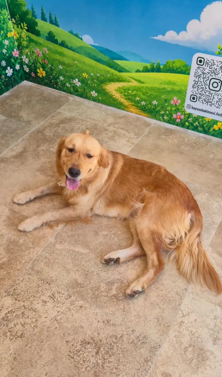 Fethiye Melez Köpek Melez Köpek, Muğla