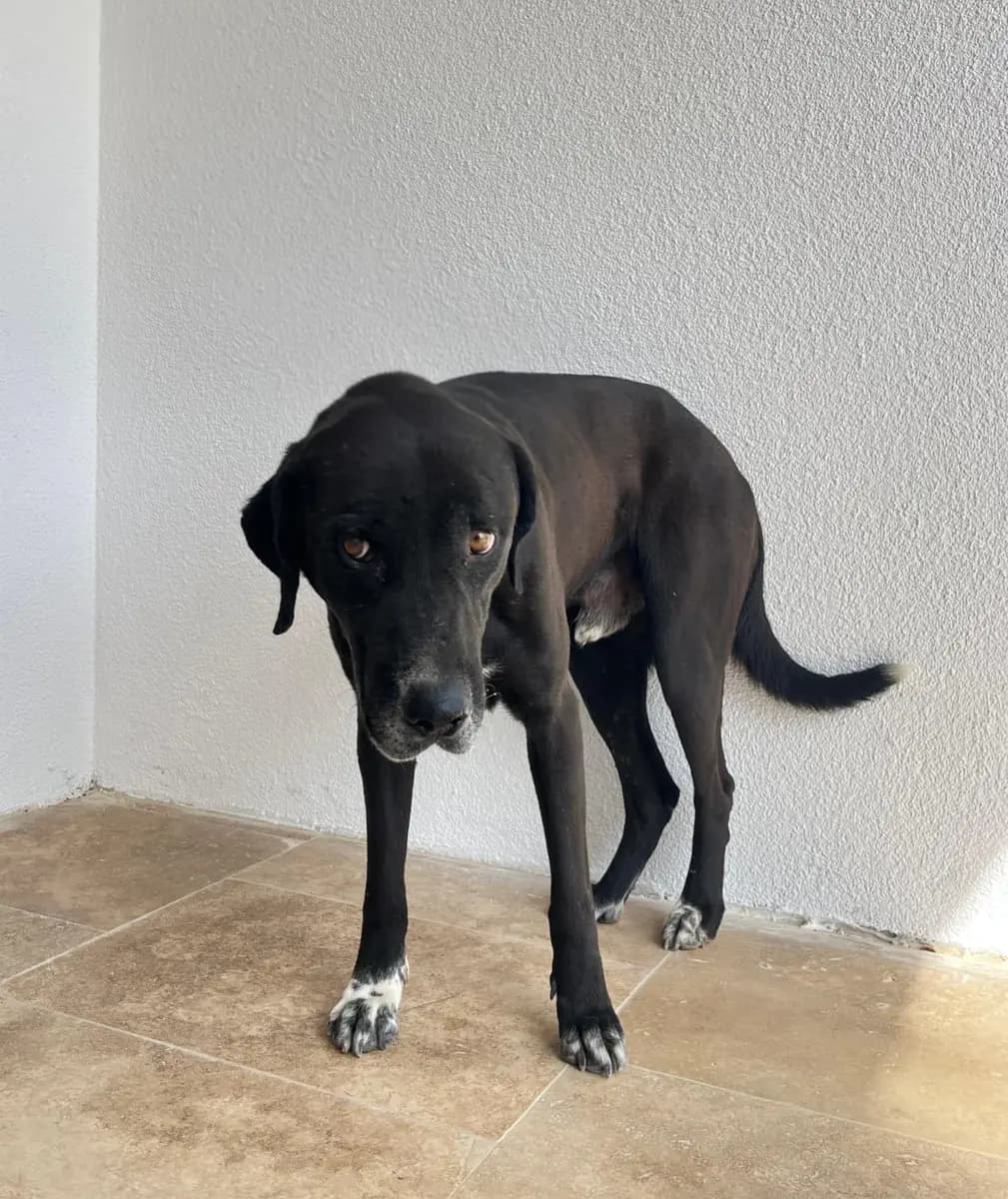 Fethiye Melez Köpek Melez Köpek, Muğla