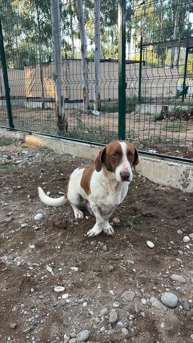 Fethiye Melez Köpek Melez Köpek, Muğla