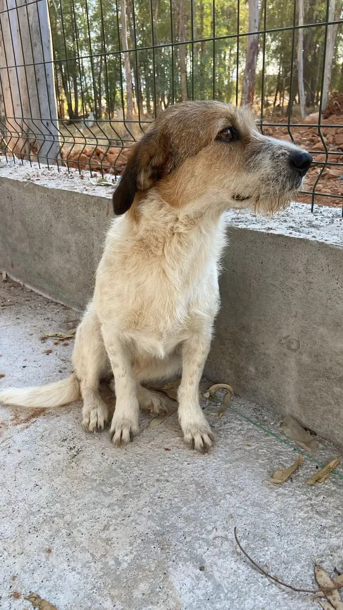 Fethiye Melez Köpek Melez Köpek, Muğla