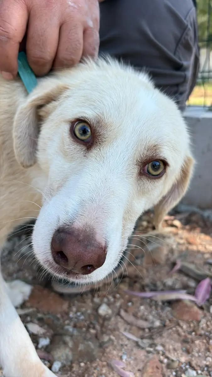 Fethiye Melez Köpek Melez Köpek, Muğla