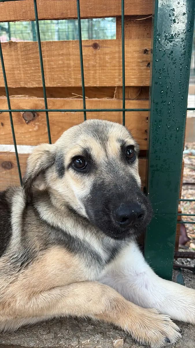 Fethiye Melez Köpek Melez Köpek, Muğla