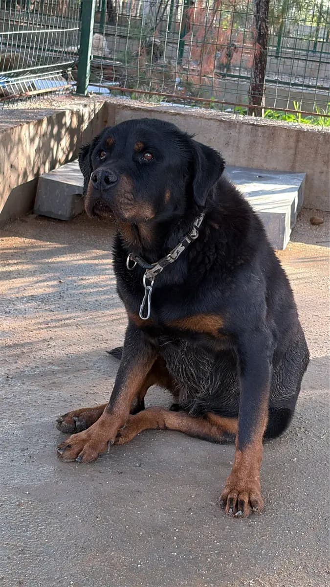 Fethiye Melez Köpek Melez Köpek, Muğla