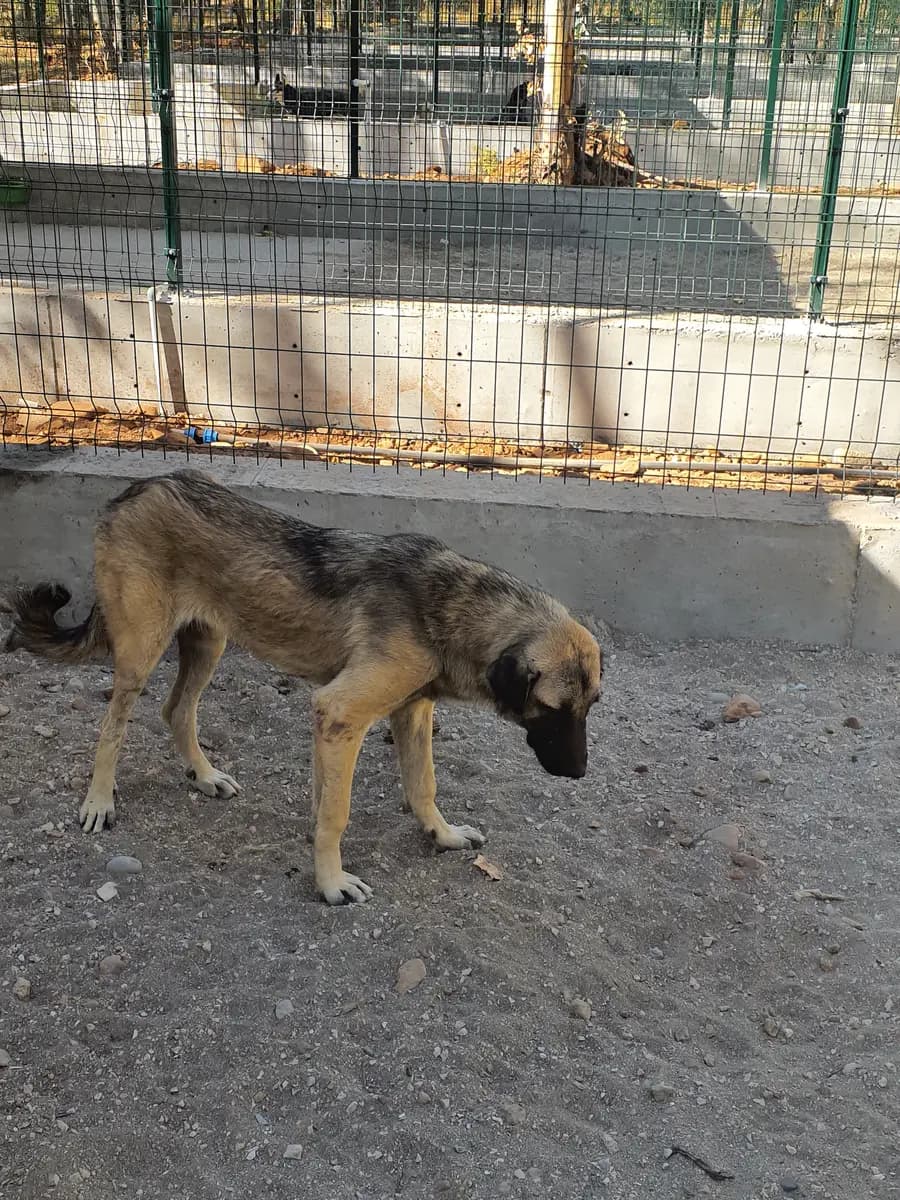 Fethiye Melez Köpek Melez Köpek, Muğla