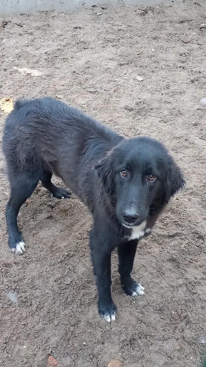 Fethiye Melez Köpek Melez Köpek, Muğla