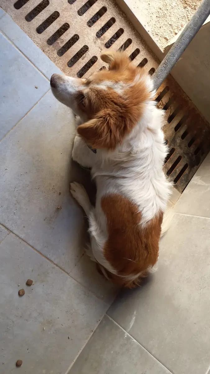 Fethiye Melez Köpek Melez Köpek, Muğla