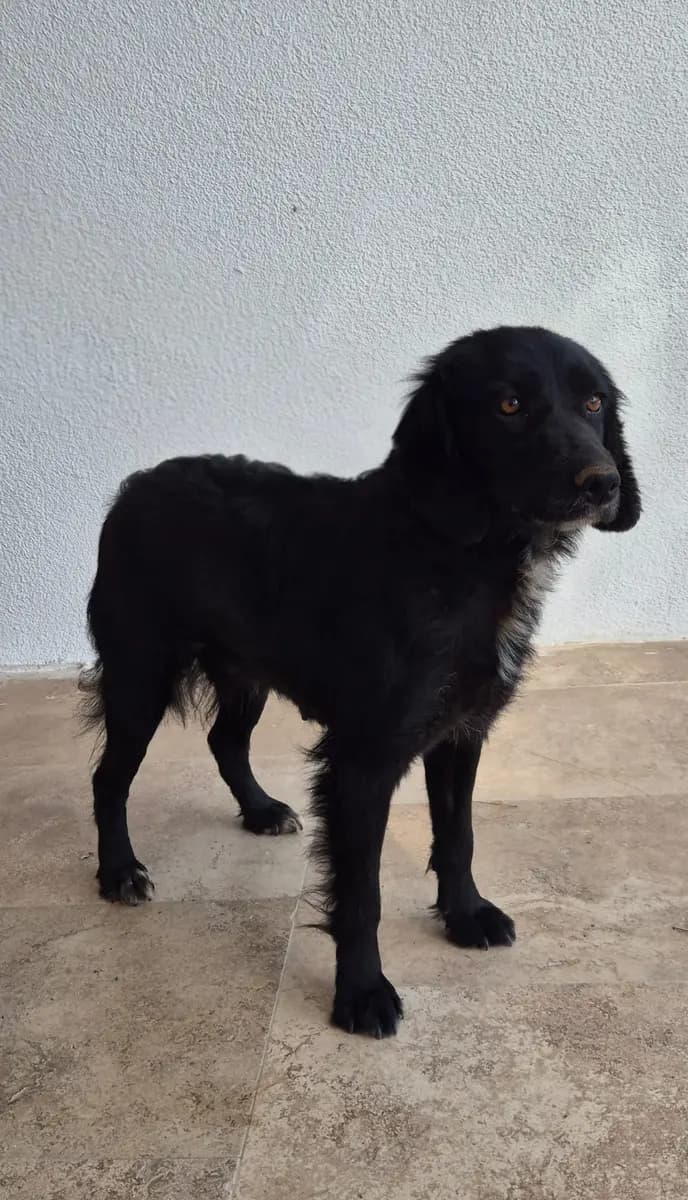 Fethiye Melez Köpek Melez Köpek, Muğla