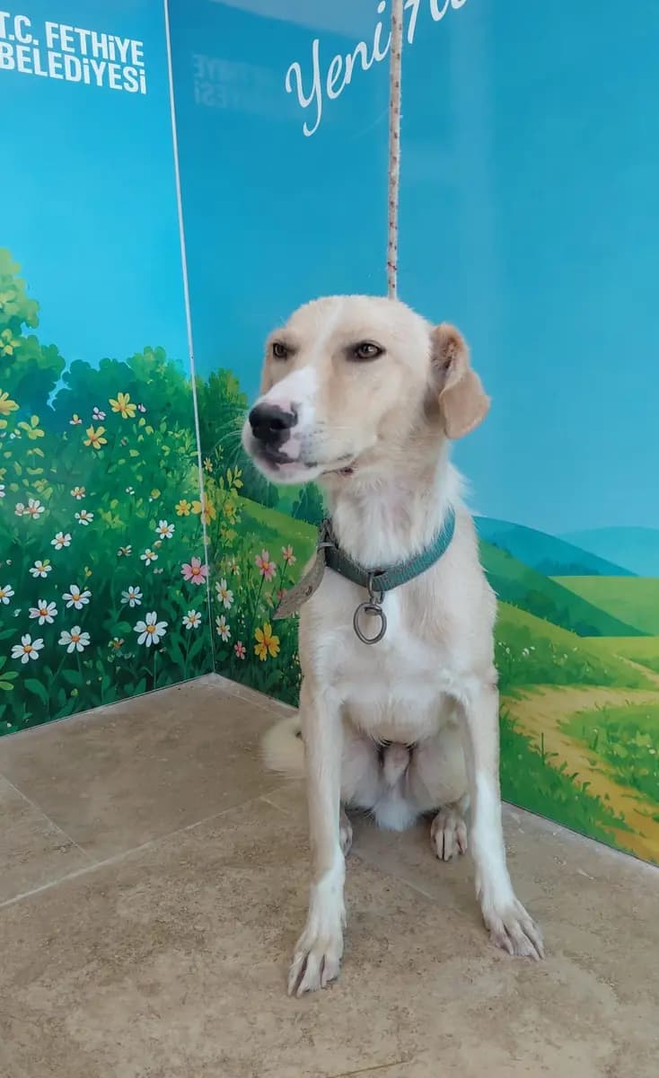 Fethiye Melez Köpek Melez Köpek, Muğla