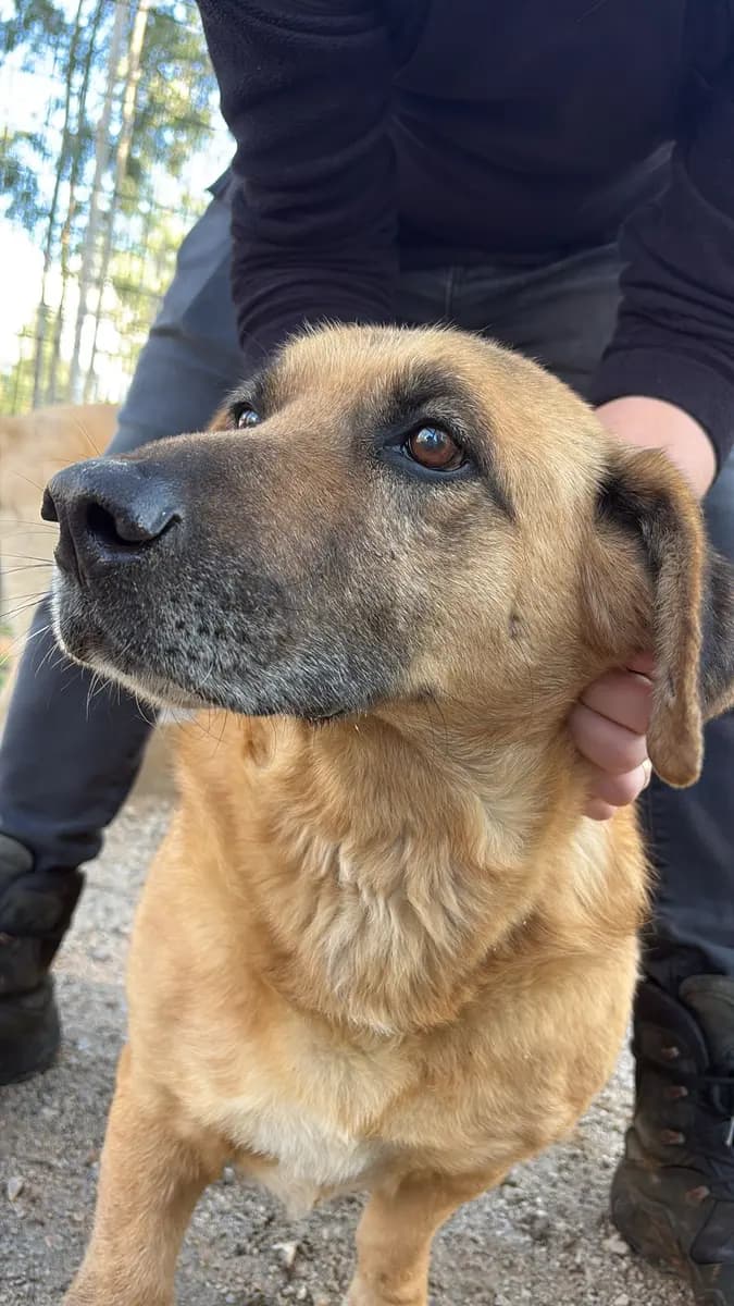 Fethiye Melez Köpek Melez Köpek, Muğla