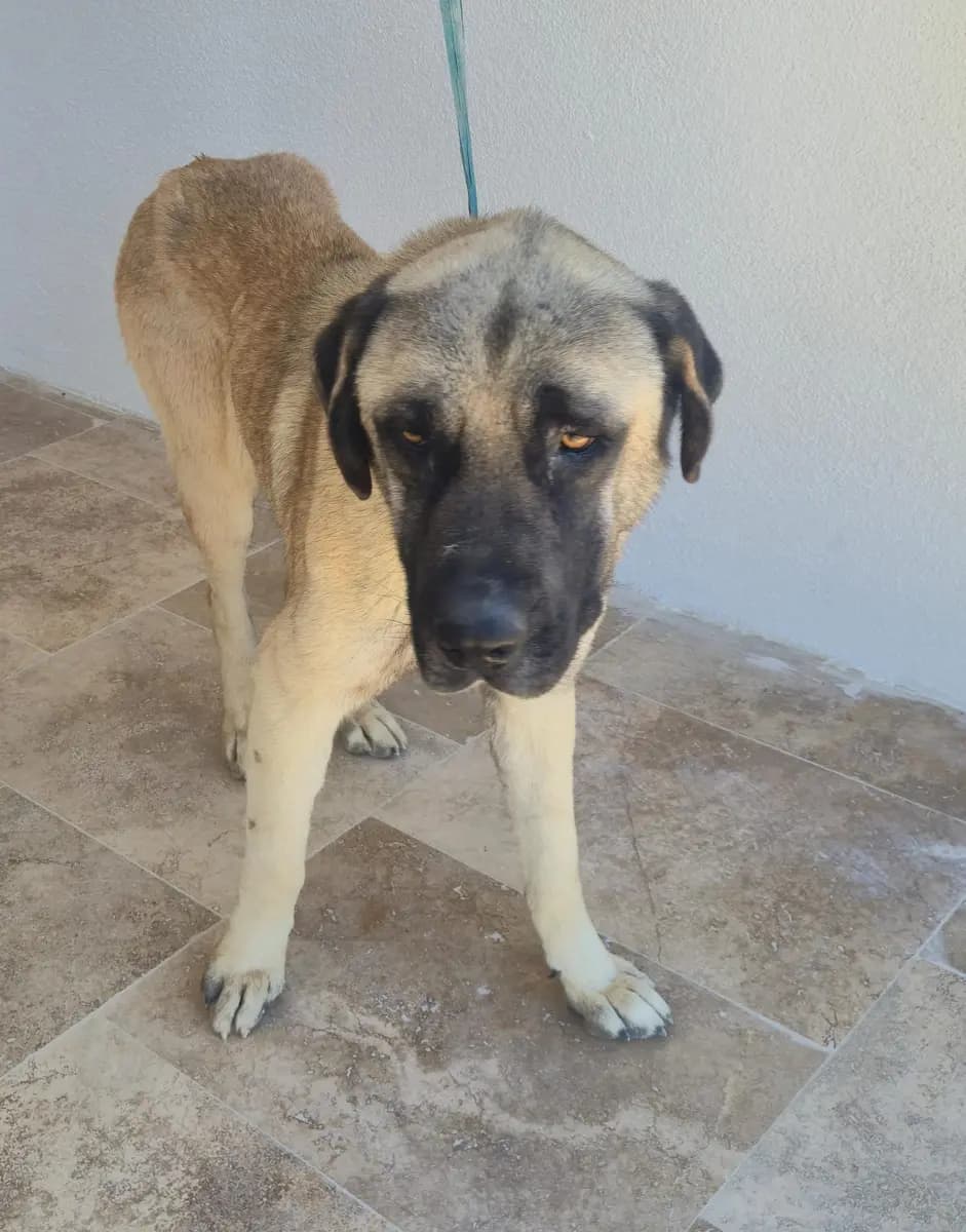 Fethiye Melez Köpek Melez Köpek, Muğla